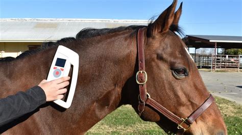 equine rfid chips and reader|equine identification chip.